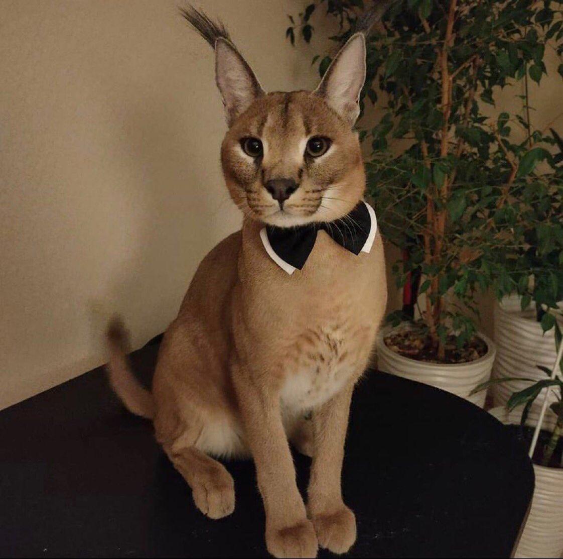 Brown Animal Instagram Cat Ears Floppa Meme Big Home Decor Wall