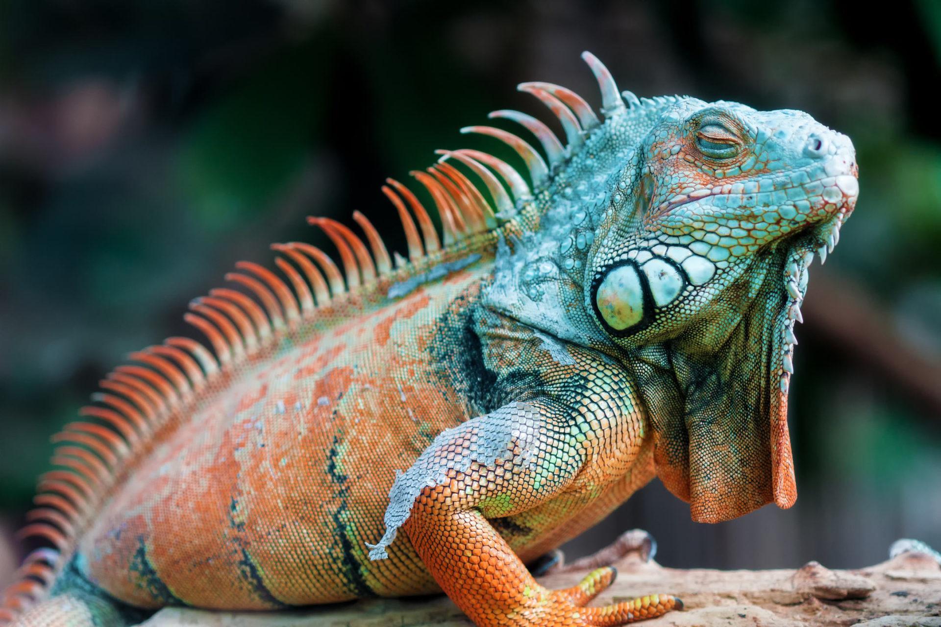 1920x1280 Iguana Wallpaper
