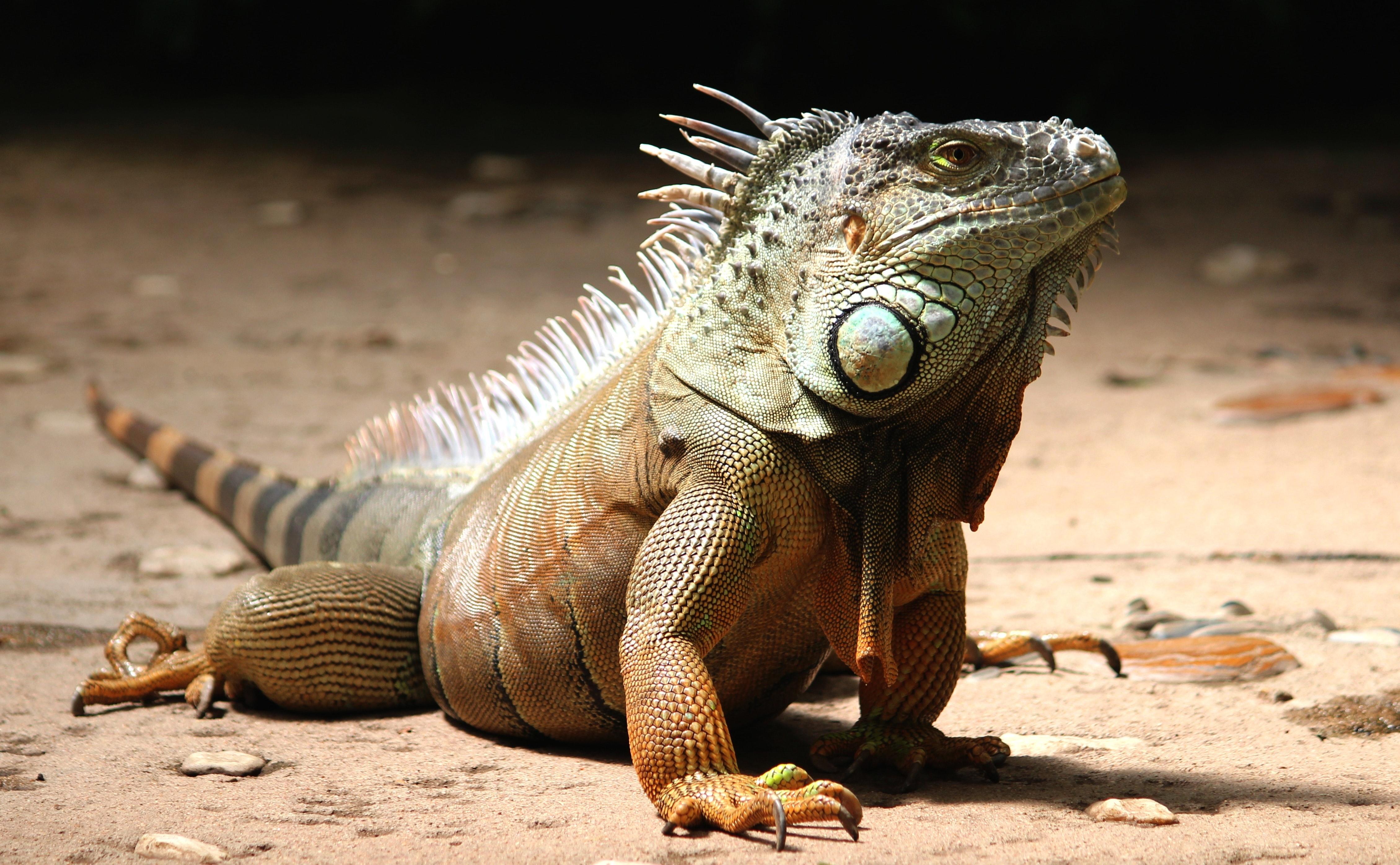 4519x2793 Iguana Photo, Download Free Iguana & HD Image