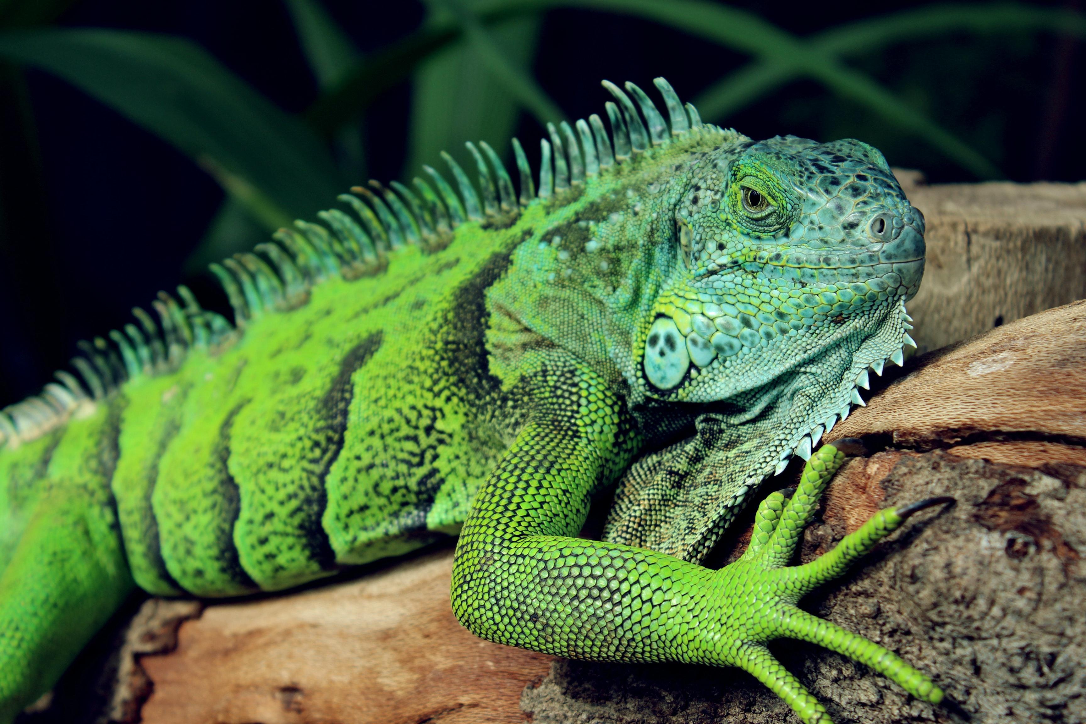 3456x2304 Iguana Photo, Download Free Iguana & HD Image