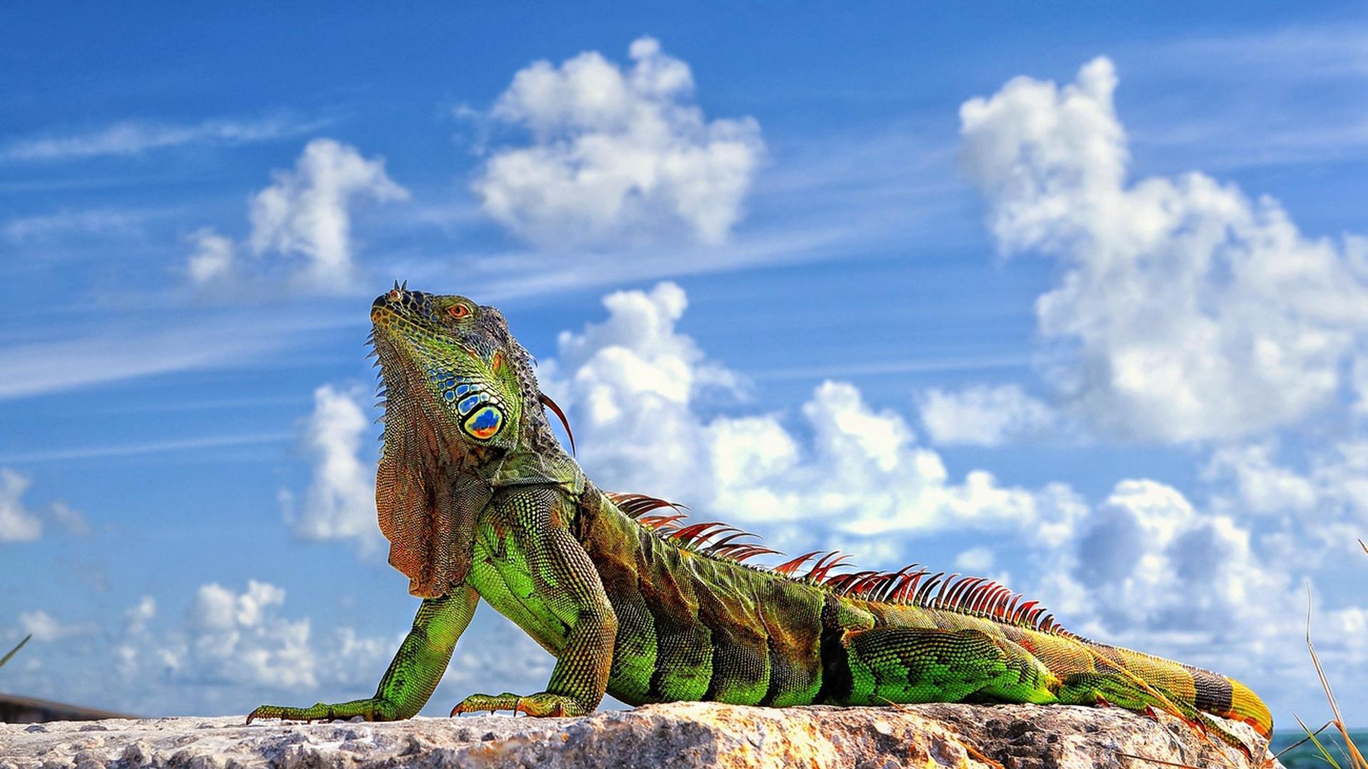 Iguana Hd Wallpapers Top Free Iguana Hd Backgrounds Wallpaperaccess