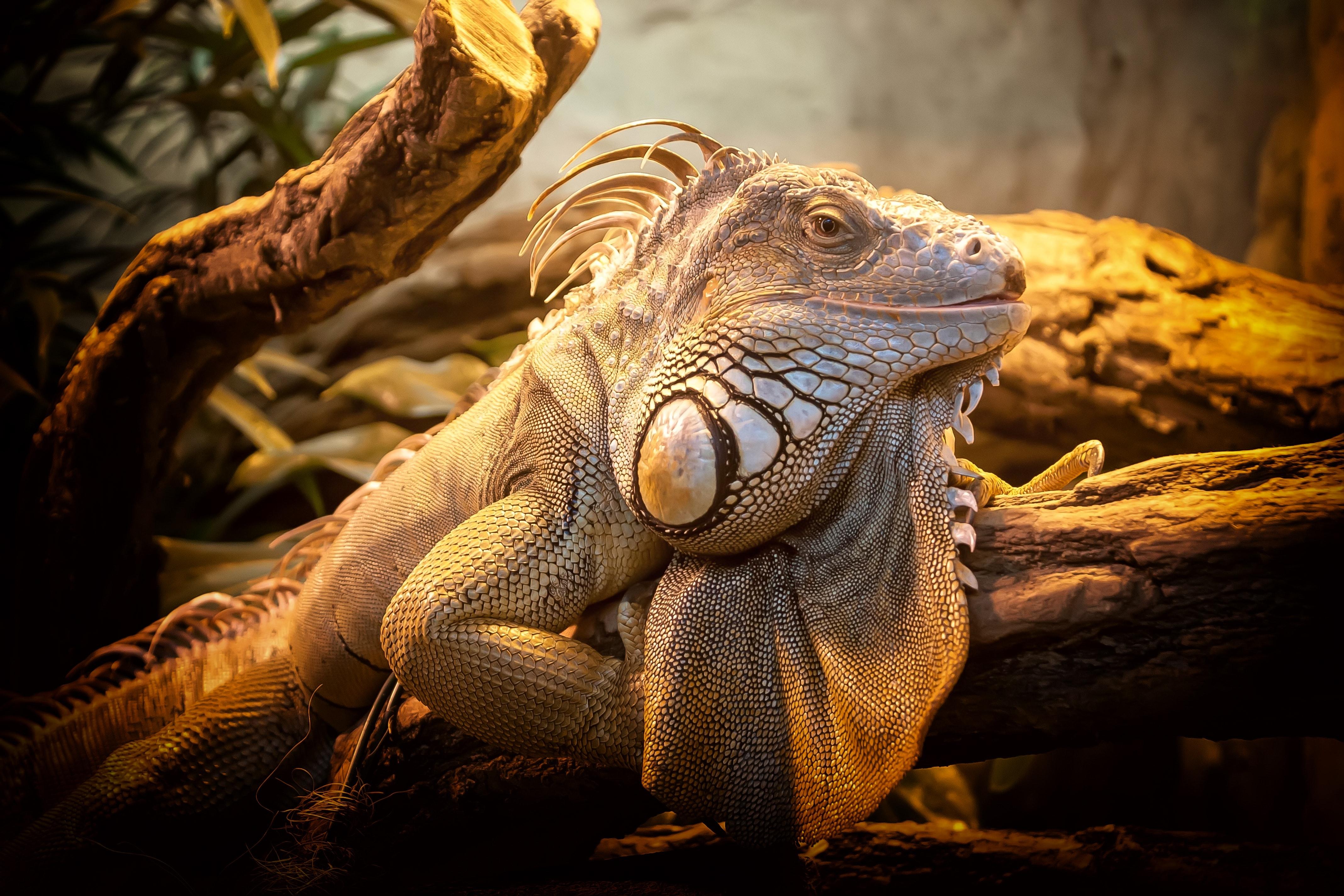 4272x2848 Iguana Photo, Download Free Iguana & HD Image