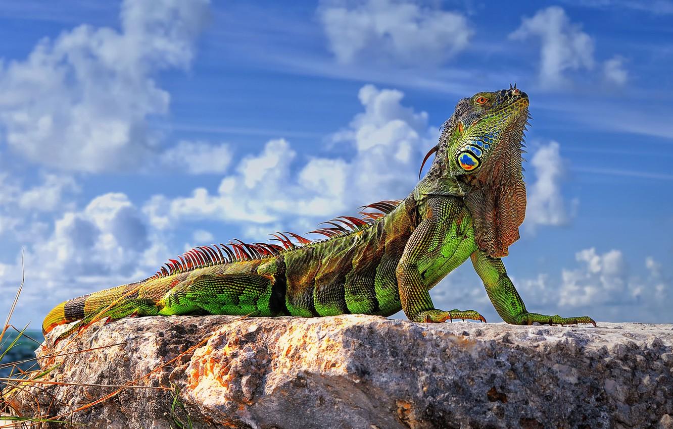 1332x850 Wallpaper the sky, stones, lizard, Common iguana, green iguana image for desktop, section животные