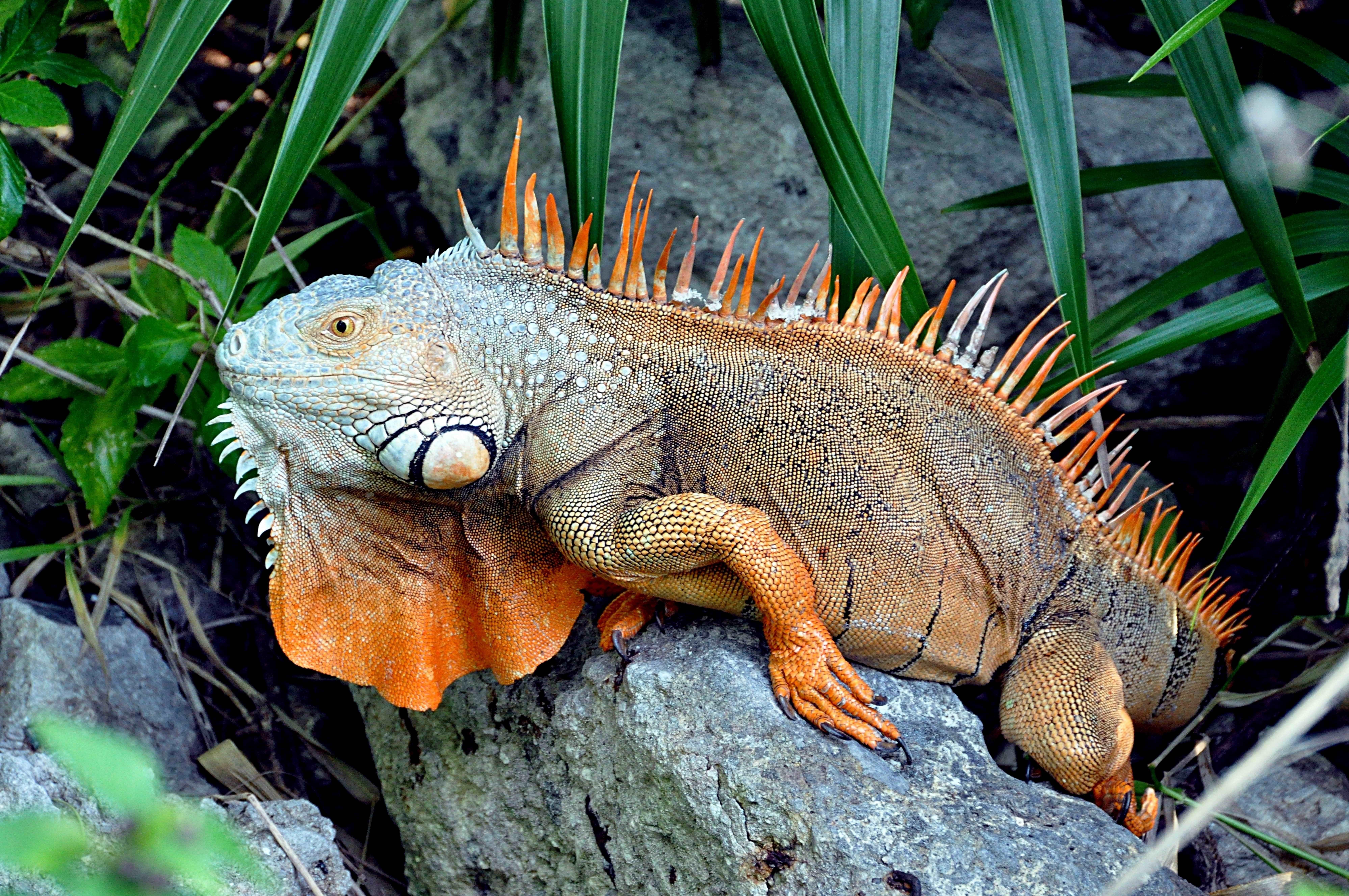 7990x5307 4K, 5K, 6K, 7K, Reptiles Gallery HD Wallpaper