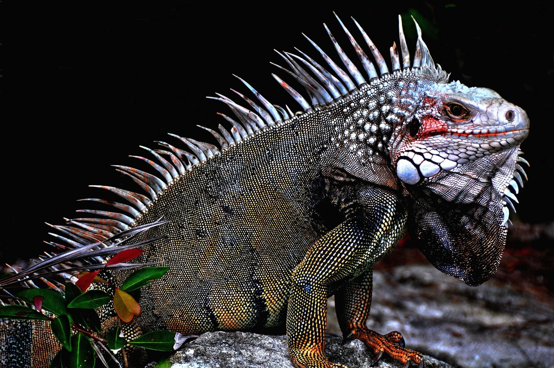 1920x1275 animals, Nature, Iguana Wallpaper HD / Desktop and Mobile Background
