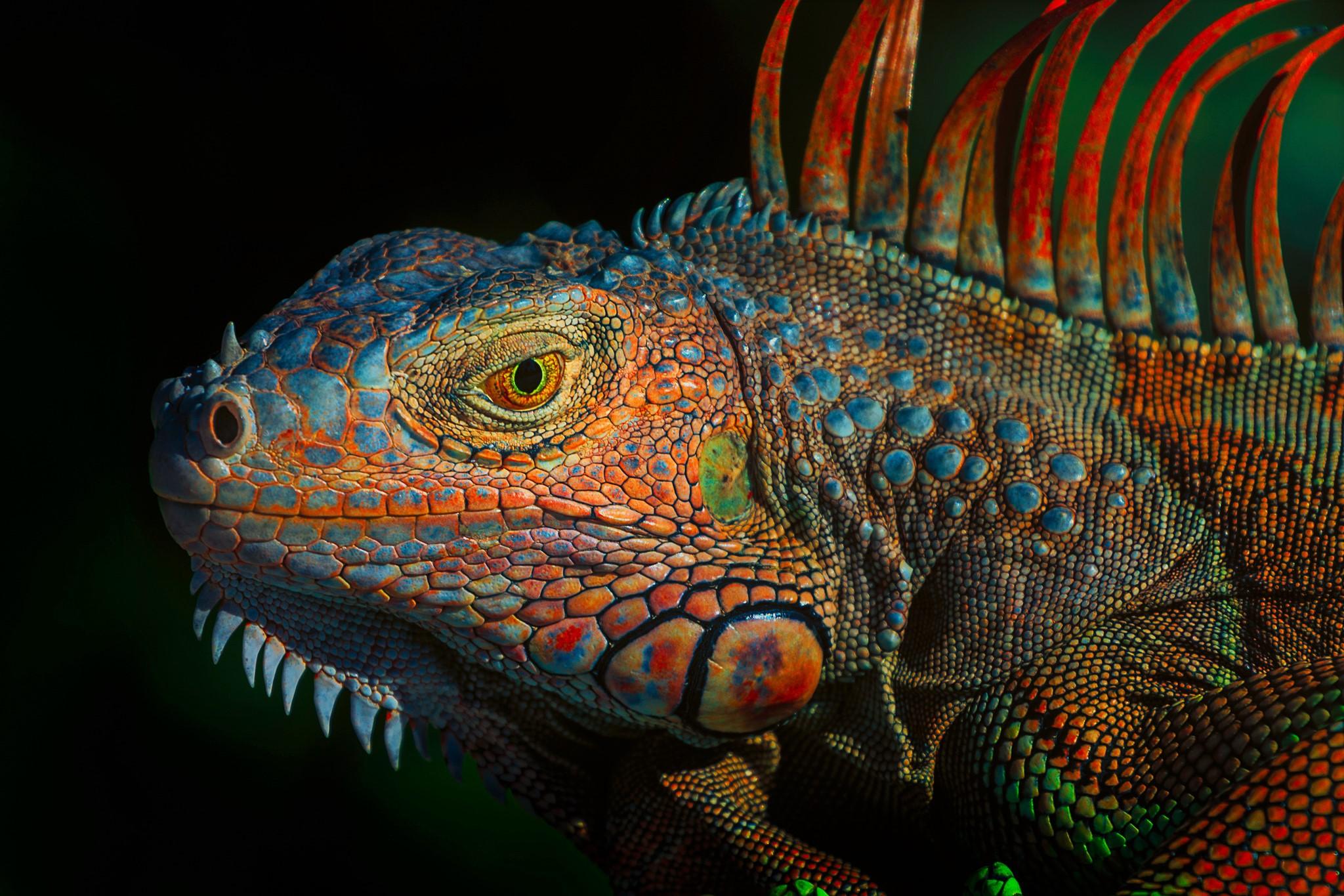 2048x1365 Iguana HD Wallpaper