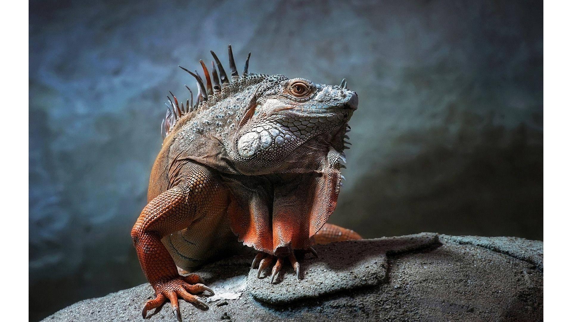 1920x1080 Download Animal Planet Iguana Wallpaper