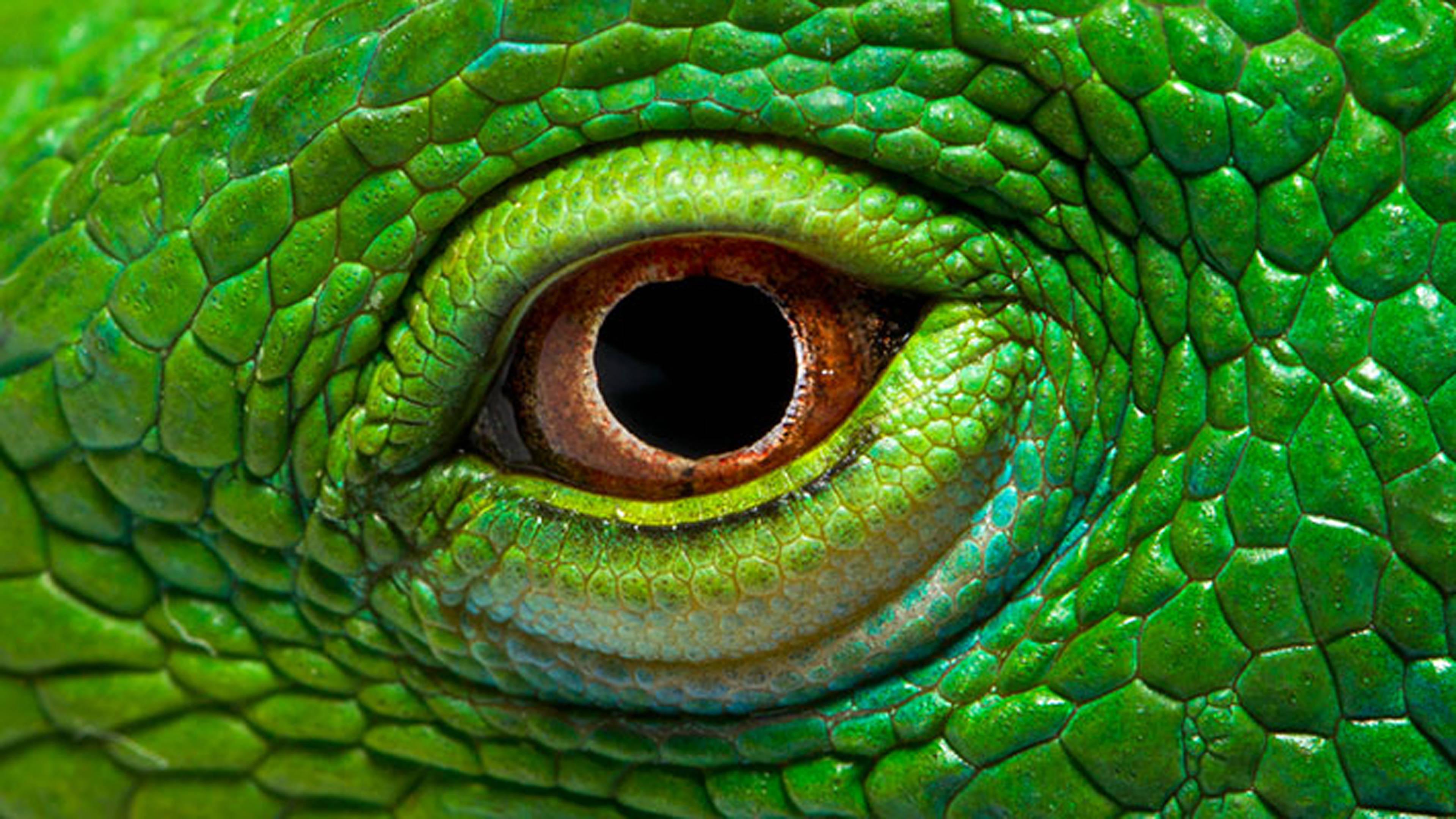 Iguana Hd Wallpapers Top Free Iguana Hd Backgrounds Wallpaperaccess Iguana Hd Wallpapers Top Free Iguana Hd Backgrounds Wallpaperaccess