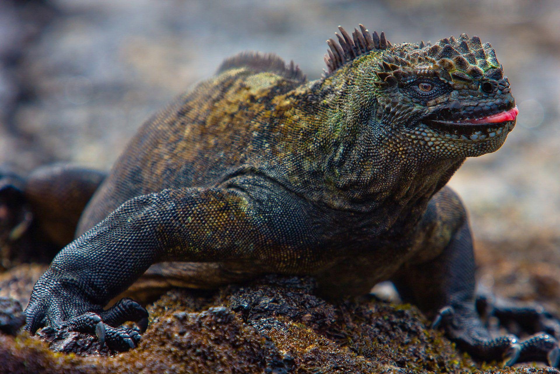 1920x1281 marine iguana P #wallpaper #hdwallpaper #desktop. 両生類, アニマル, 爬虫類