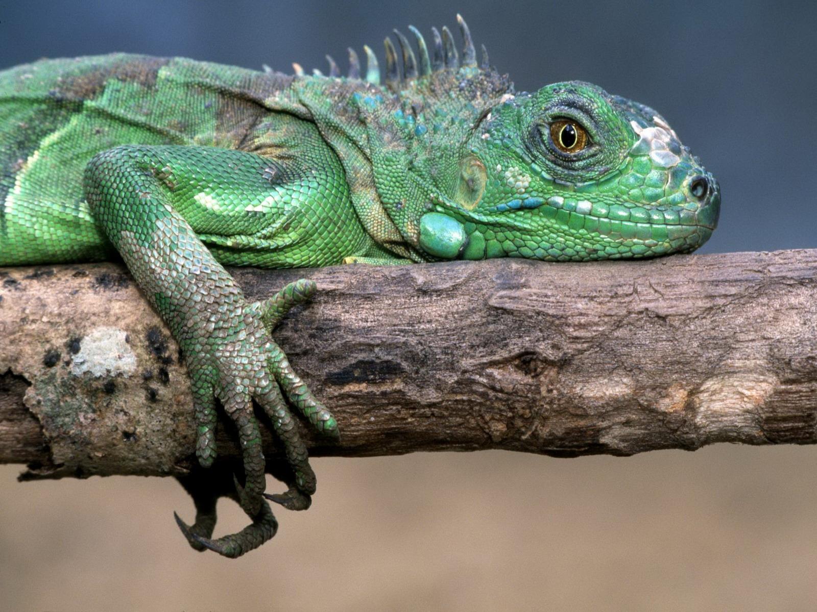 1600x1200 Iguana HD Wallpaper and Background