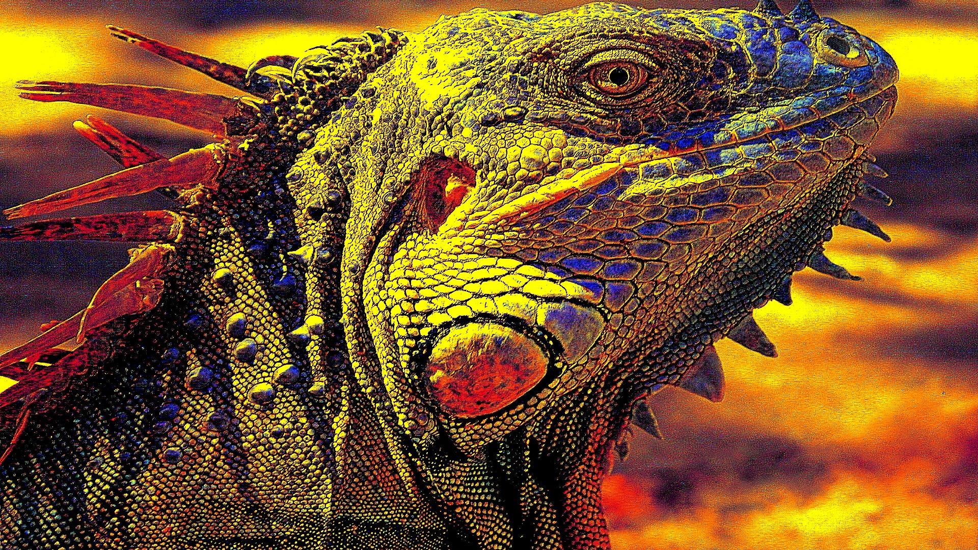 1920x1080 Full HD 1080p iguana wallpaper free download