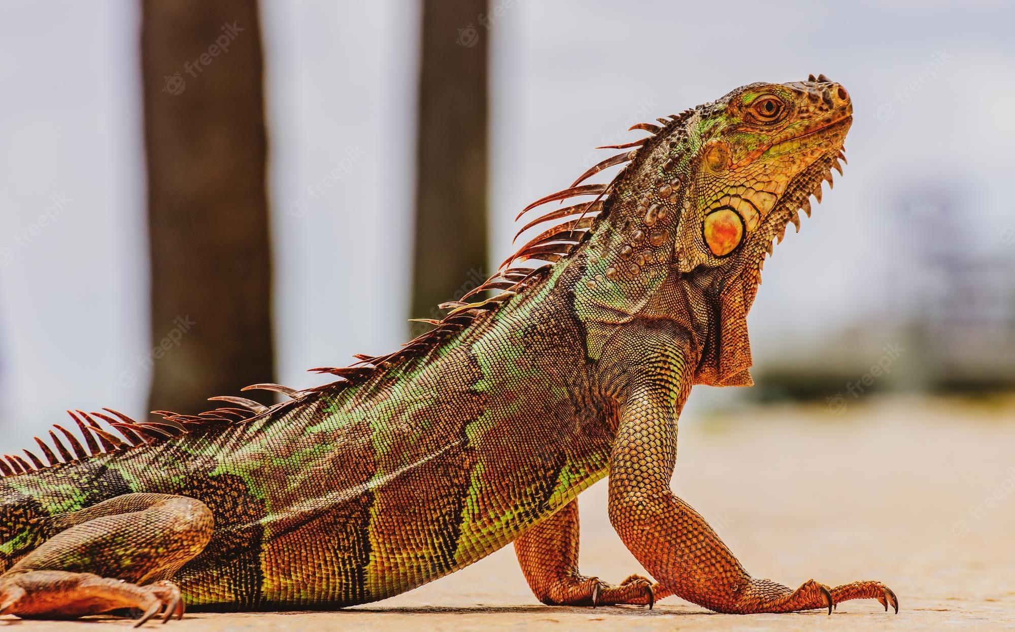 2000x1245 Premium Photo. Green iguana also known as common or american iguana on nature background closeup of the head of an