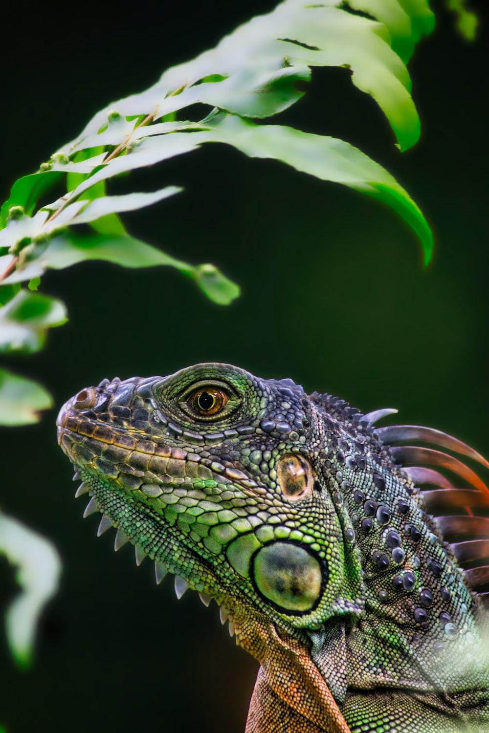 Iguana Hd Wallpapers Top Free Iguana Hd Backgrounds Wallpaperaccess Iguana Hd Wallpapers Top Free Iguana Hd Backgrounds Wallpaperaccess