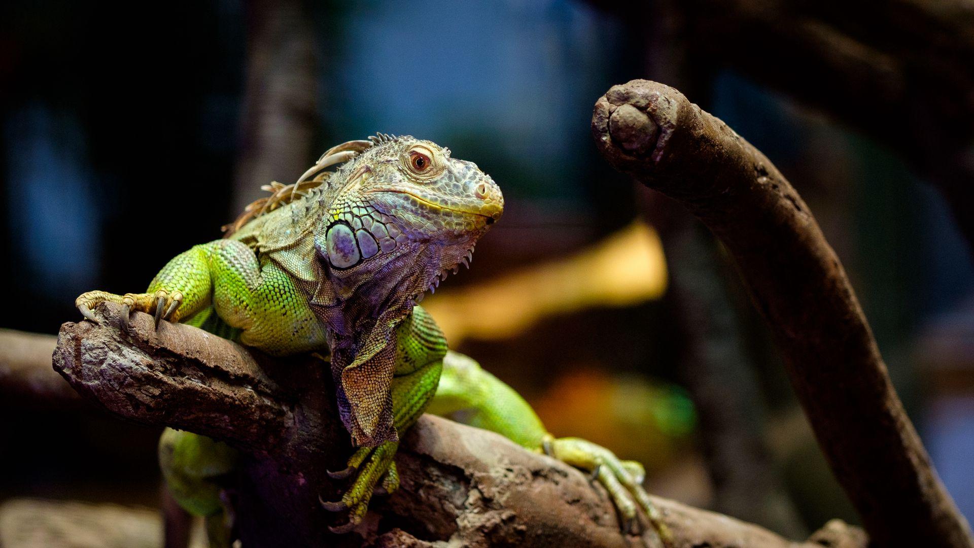 1920x1080 Download wallpaper 1920x1080 iguana, chameleon, lizard, log, scales full hd, hdtv, fhd, 1080p HD background