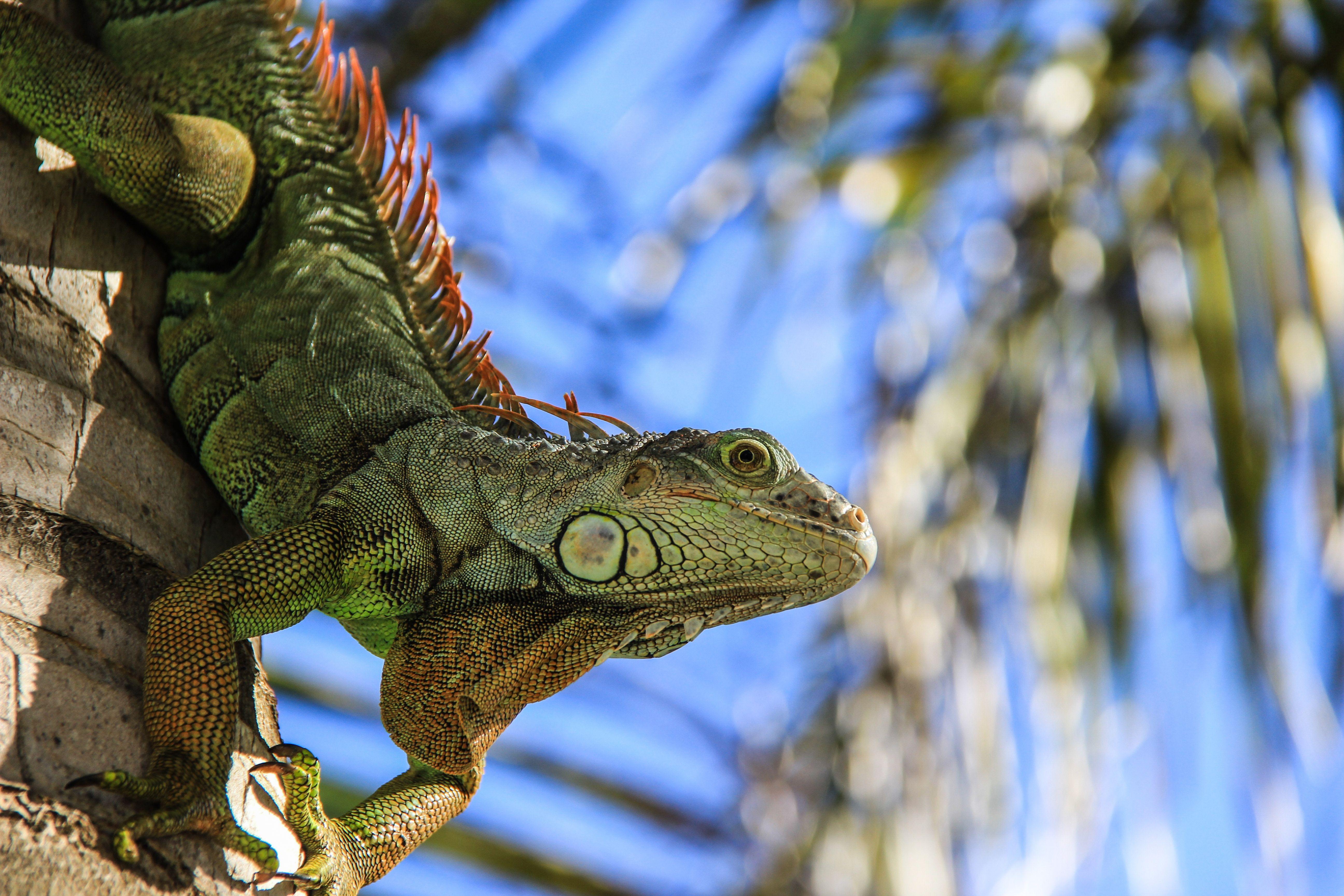 5184x3456 Iguana Close Up Wallpaper 4K. Pet birds, Animals, Lizard