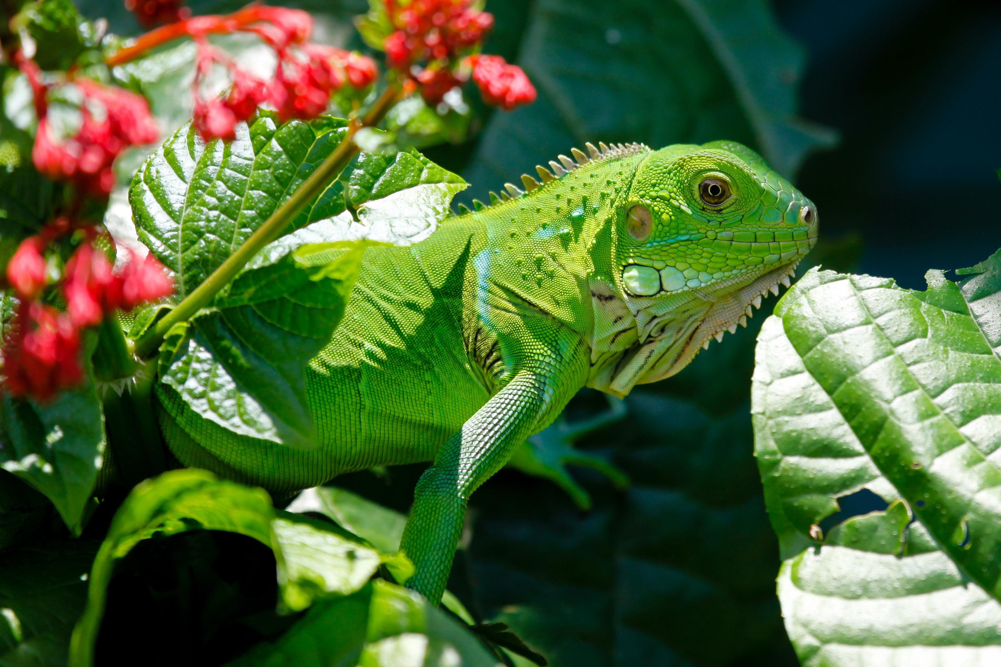 3933x2621 Iguana Photo, Download Free Iguana & HD Image