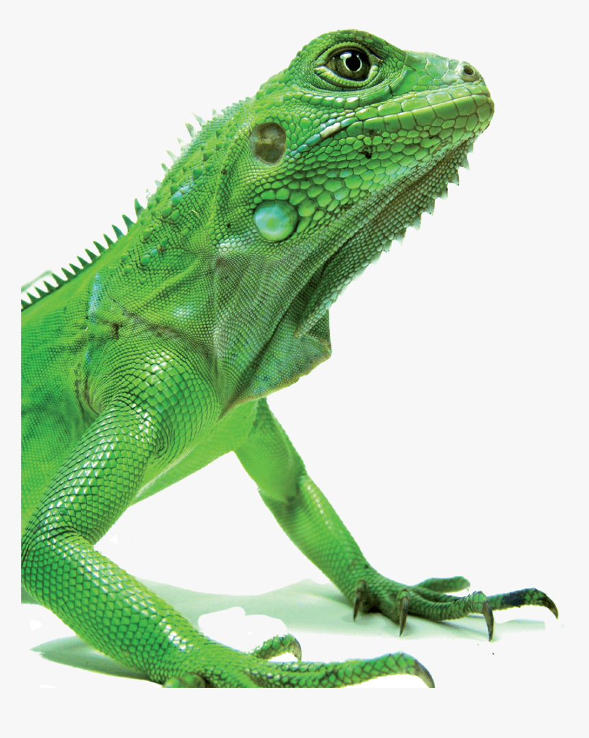 860x1078 Green Iguana, HD Png Download