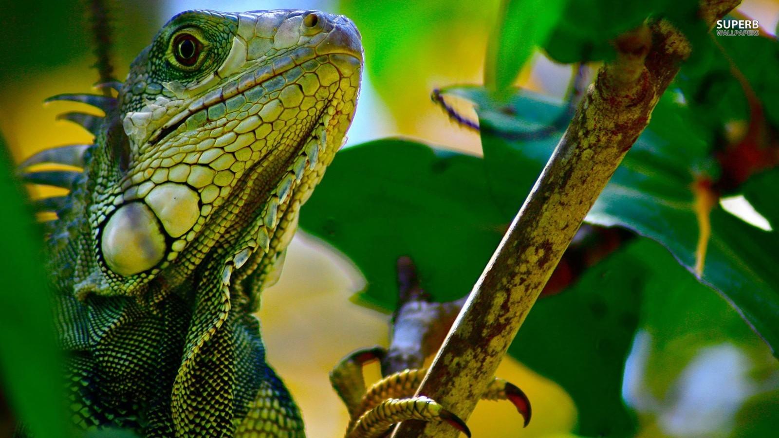 1600x900 Iguana