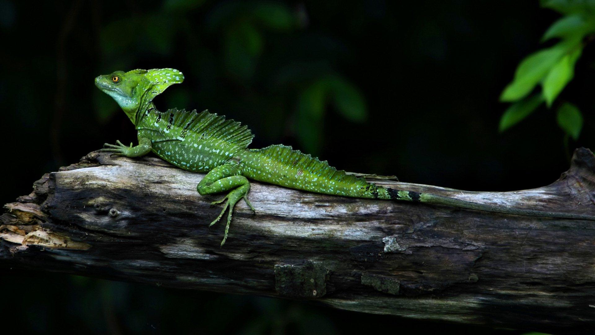 1920x1080 Iguana Reptile HD Wallpaper