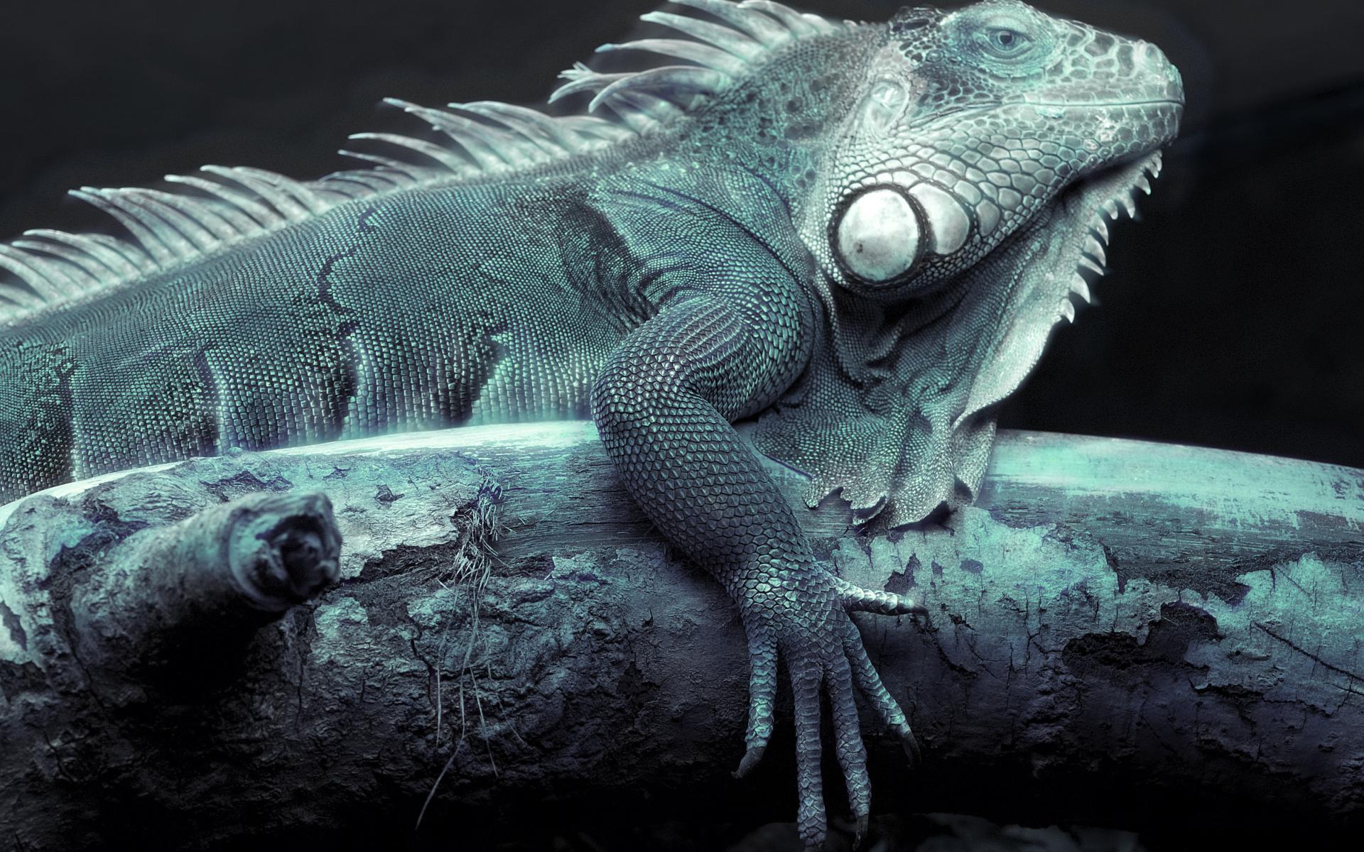 1920x1200 Free download Iguana Wallpaper 8 3364 X 2334 stmednet [1920x1200] for your Desktop, Mobile & Tablet. Explore Iguana Wallpaper. Iguana Wallpaper, Iguana Wallpaper, Green Iguana Wallpaper