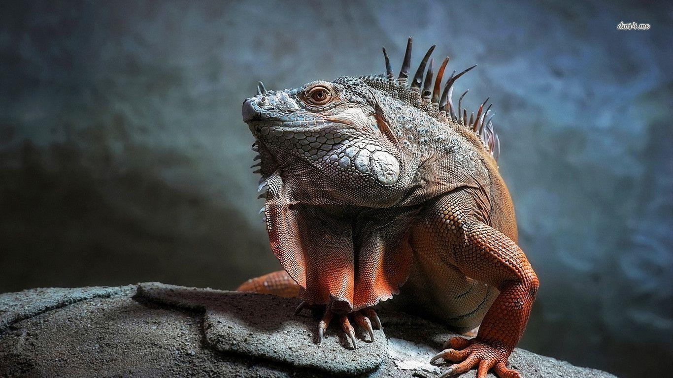 1366x768 Iguana Wallpaper