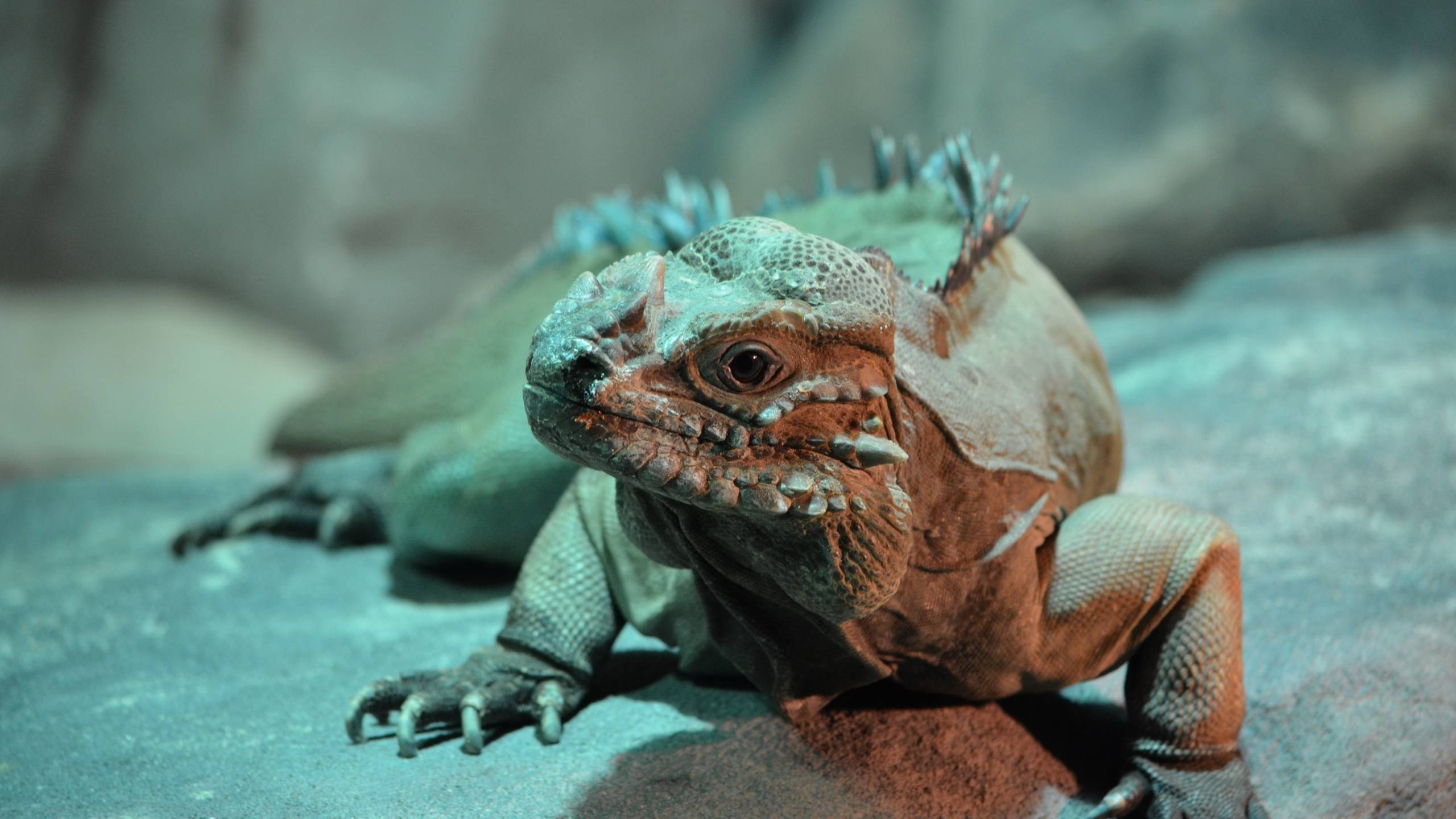 2560x1440 iguana, lizard, reptile 1440P Resolution Wallpaper, HD Animals 4K Wallpaper, Image, Photo and Background