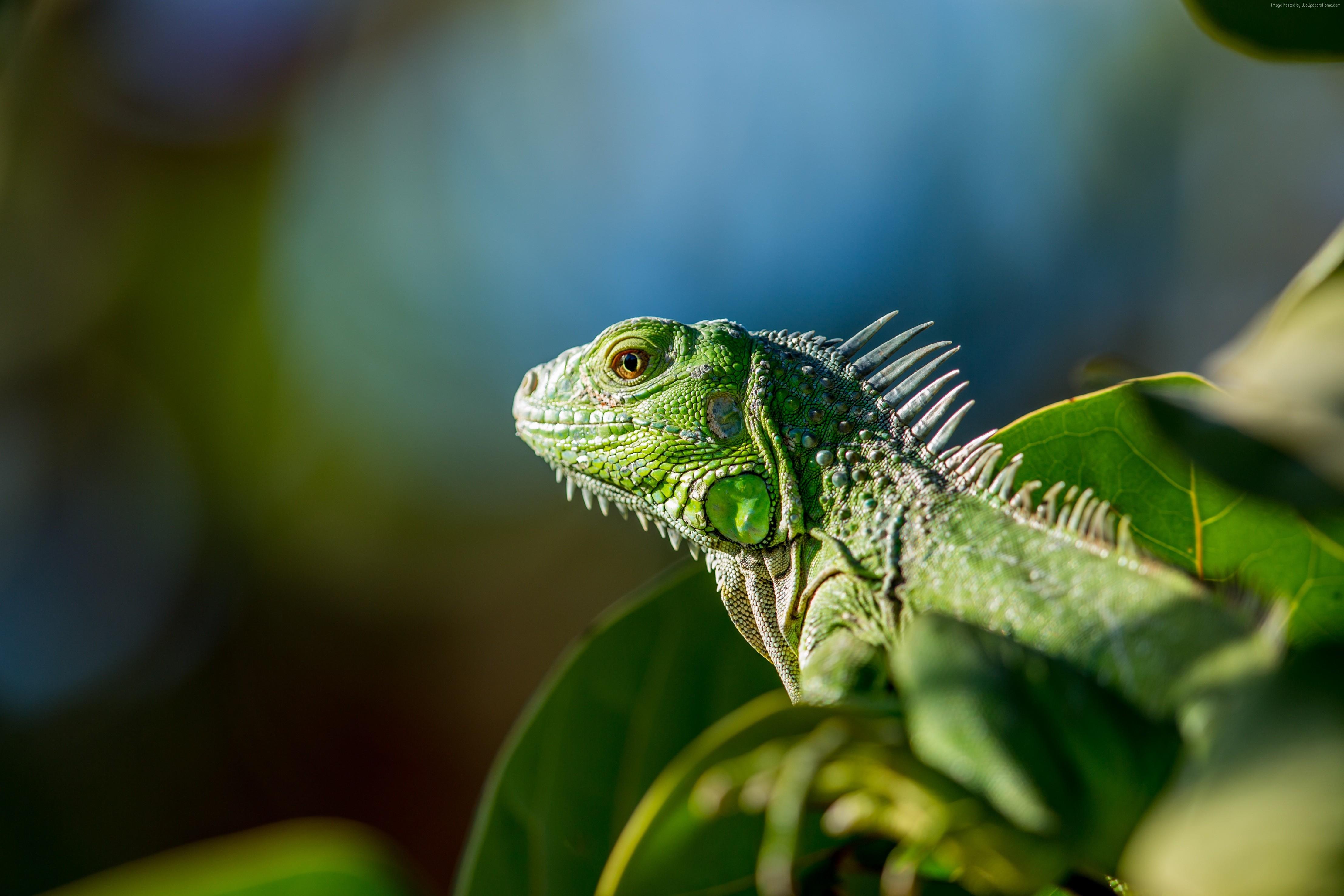 4428x2952 #iguana, #green Gallery HD Wallpaper