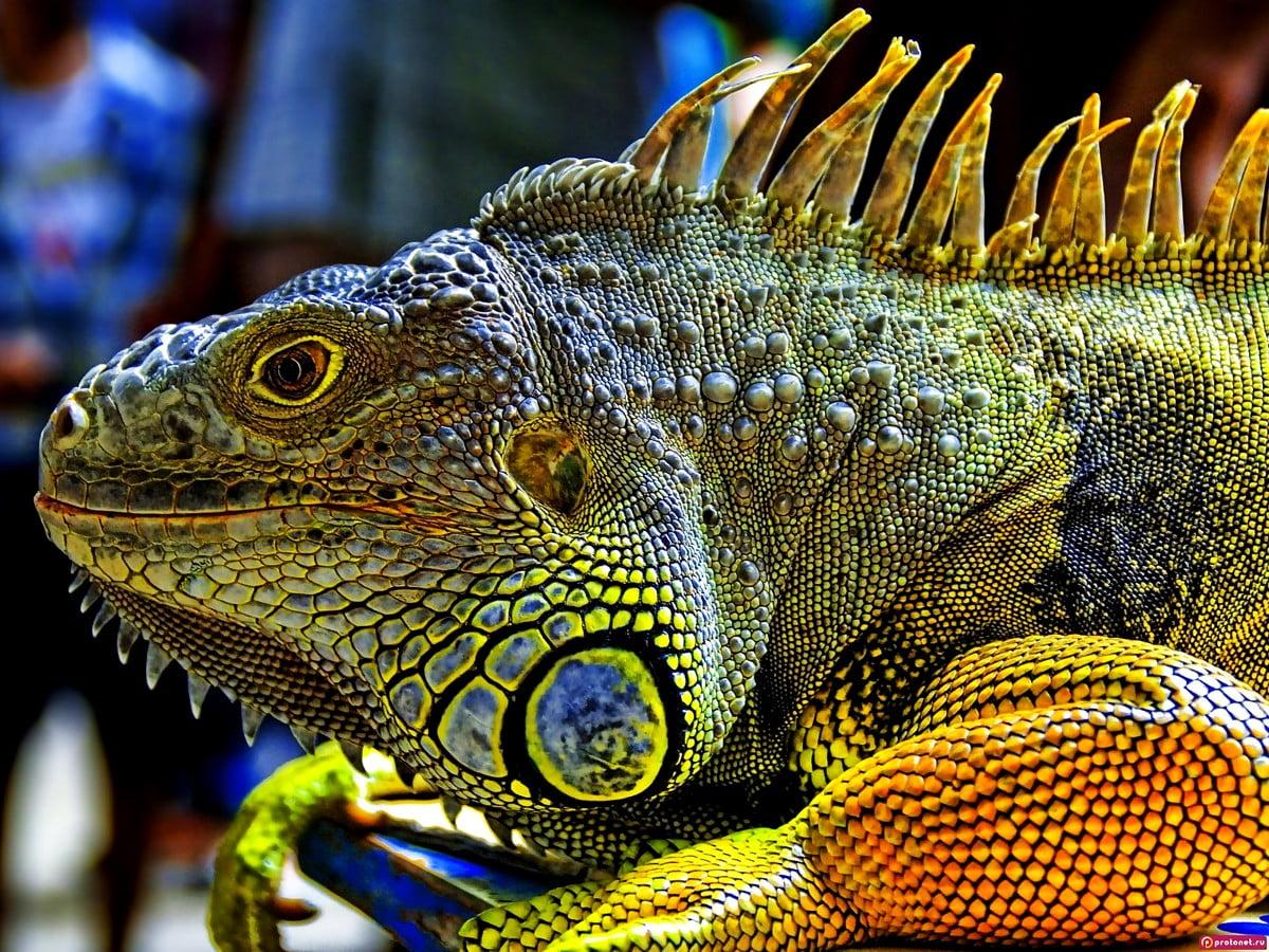 1200x900 Reptile, Iguana, Lizard wallpaper. Download Best Free picture
