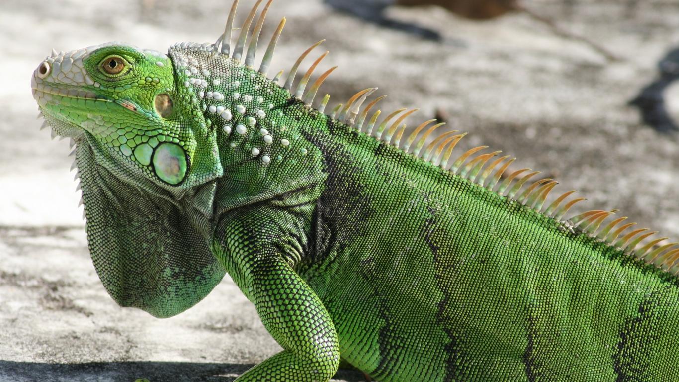 Iguana HD Wallpapers - Top Free Iguana HD Backgrounds - WallpaperAccess