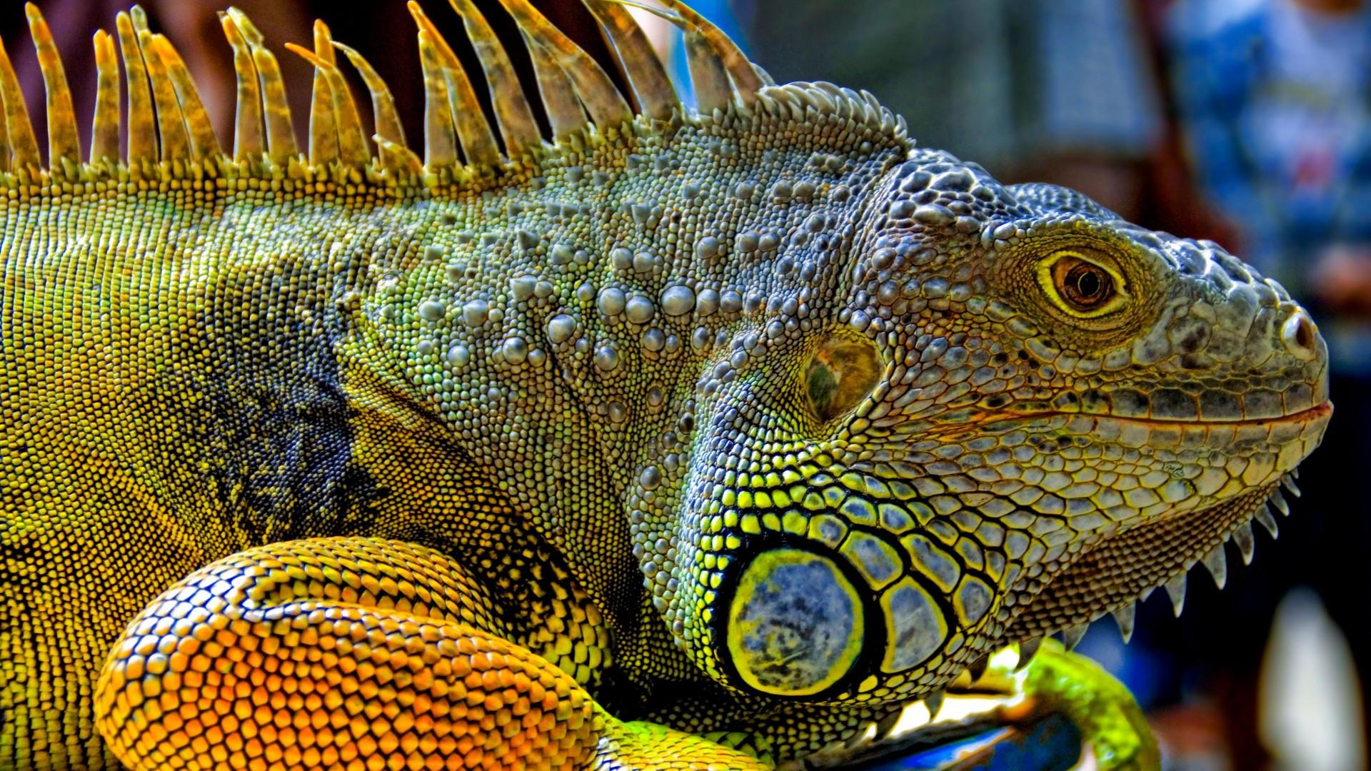 1920x1080 Wallpaper Green Iguana, reptiles, nature, lizard, Animals