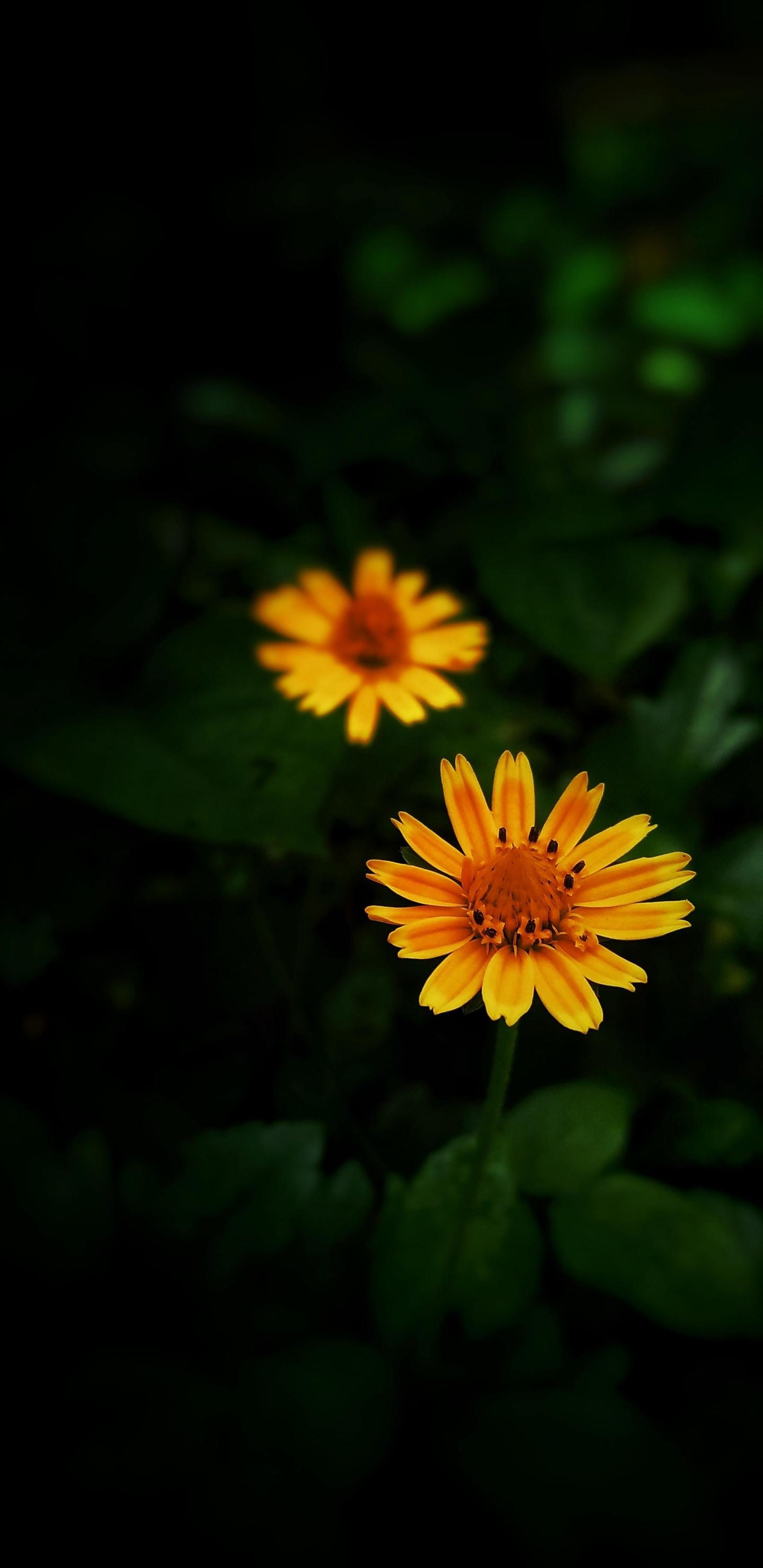 1440x2960 Download yellow flowers, portrait 1440x2960 wallpaper, samsung galaxy s samsung galaxy s8 plus, 1440x2960 HD image, background, 25296