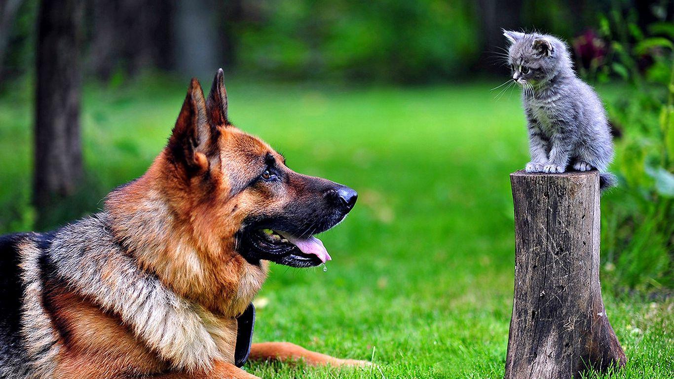 1366x768 Download wallpaper 1366x768 dog, cat, grass, german shepherd tablet, laptop HD background