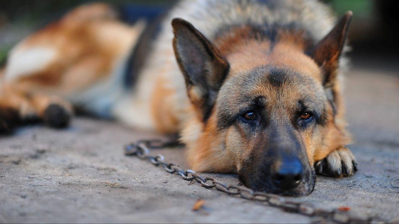1366x768 Download wallpaper 1366x768 dog, german shepherd, chain, stay tablet, laptop HD background