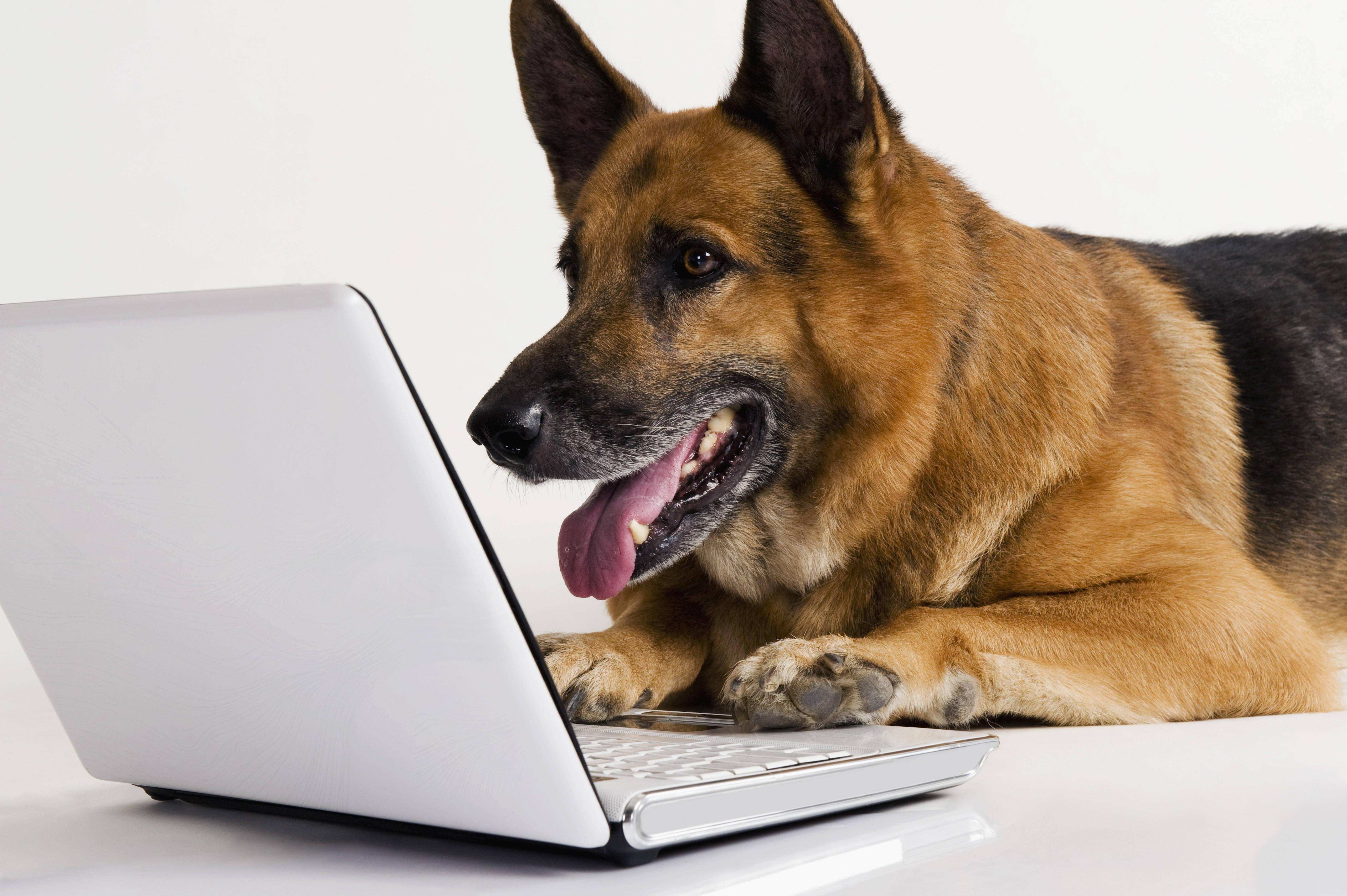 5127x3412 Download Dog On Laptop Wallpaper