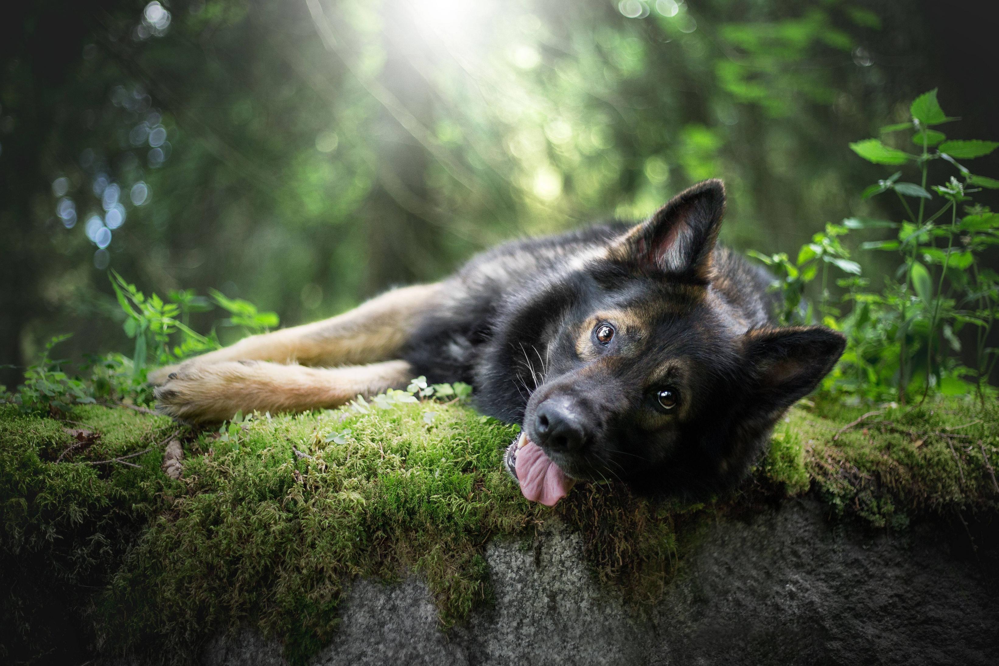 3283x2189 German Shepherd Tongue Out 5k Laptop Full HD 1080P HD 4k Wallpaper, Image, Background, Photo and Picture