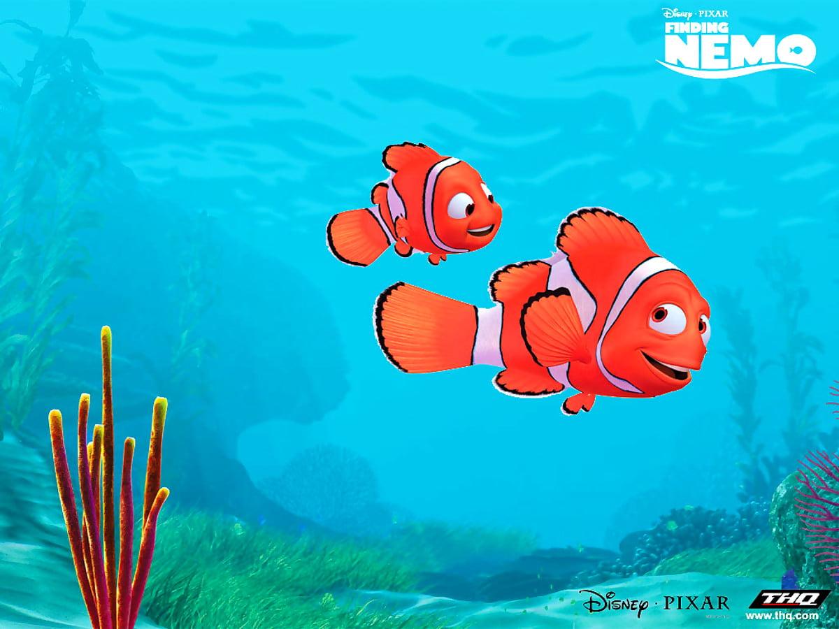 1200x900 Awesome Anemone Fish, Finding Nemo, Fish wallpaper. FREE Best pics