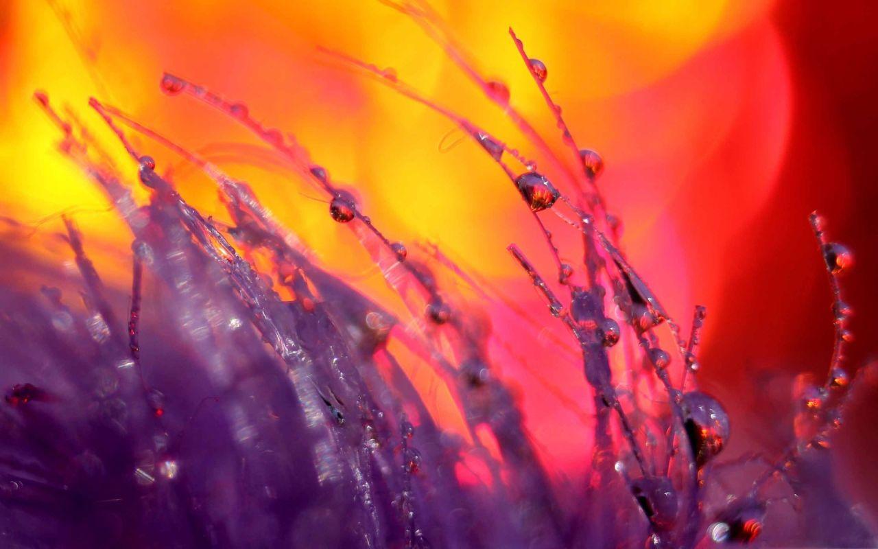 1280x800 Depth Of Field Mac Wallpaper Download. Free Mac Wallpaper Download