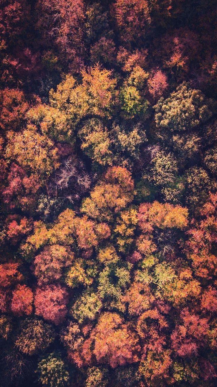 fall iphone wallpaper