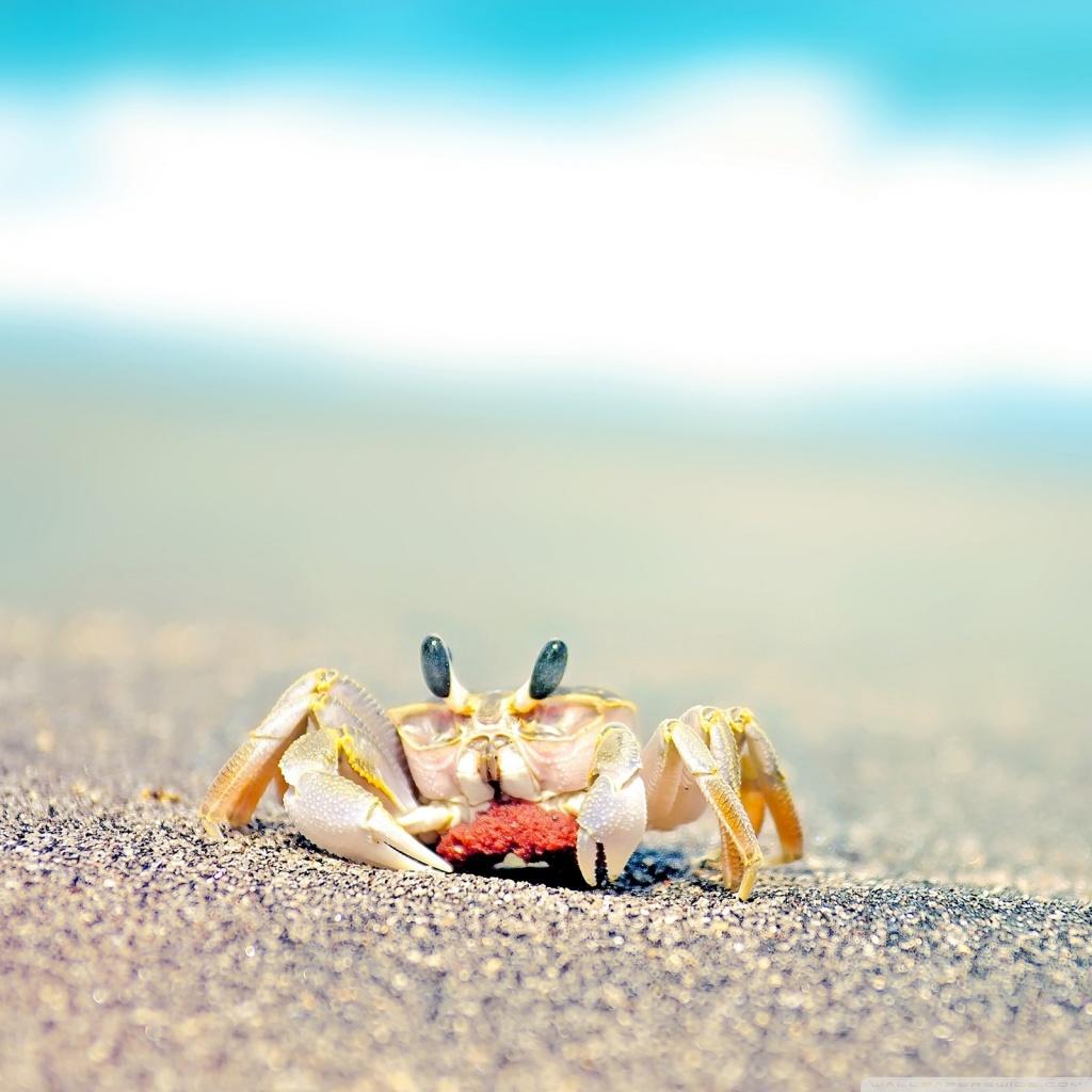 1024x1024 Lonely Crab Ultra HD Desktop Background Wallpaper for 4K UHD TV : Multi Display, Dual Monitor : Tablet
