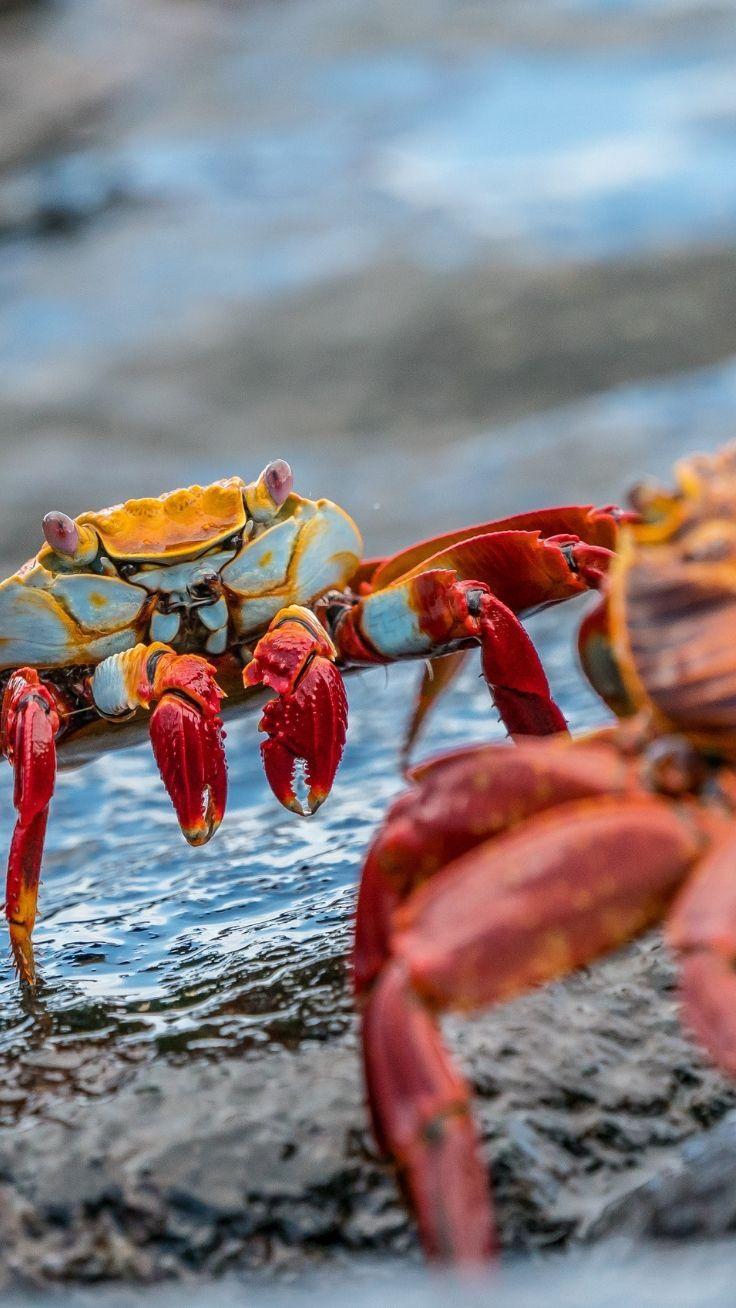736x1308 HD Crab Wallpaper