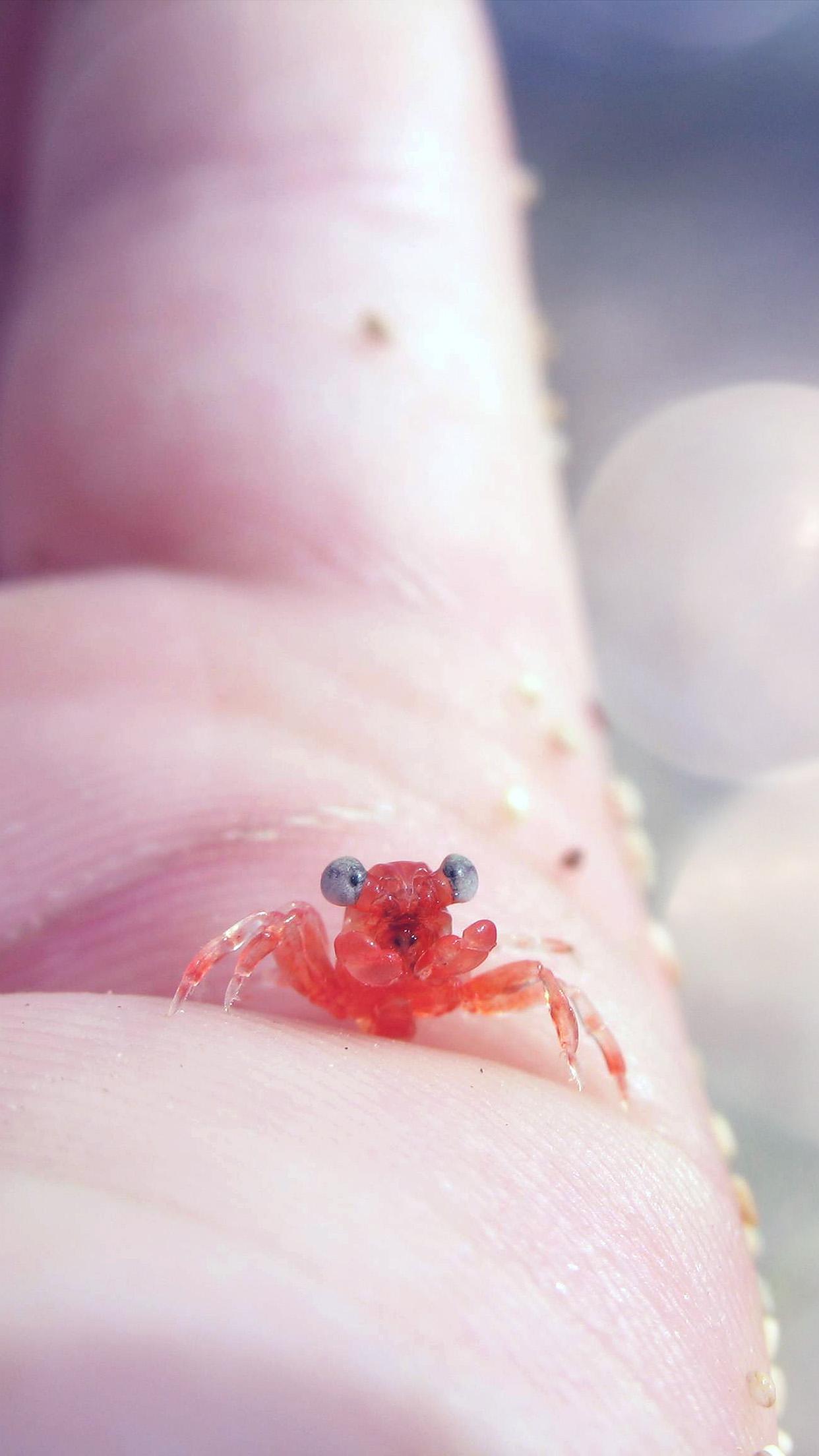 1242x2208 iPhone X wallpaper. tiny little crab hand animal sea cute flare blue