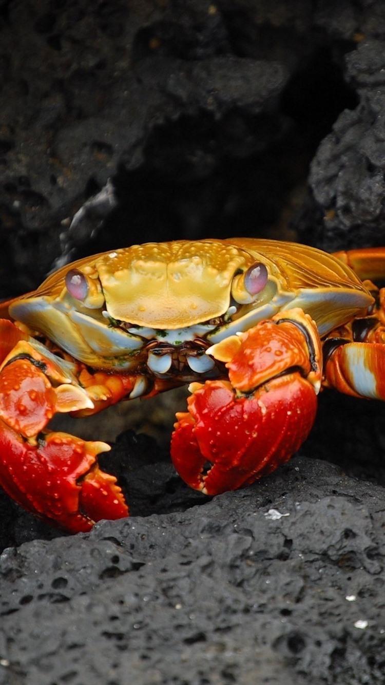 HD wallpaper Colorful crab blue and red crab other animals beach   Wallpaper Flare