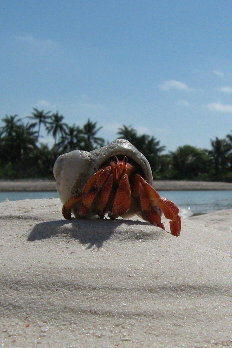 800x1200 Download Wallpaper 800x1200 Crab, Sand, Beach, Claws Iphone 4s 4 For Parallax HD Background