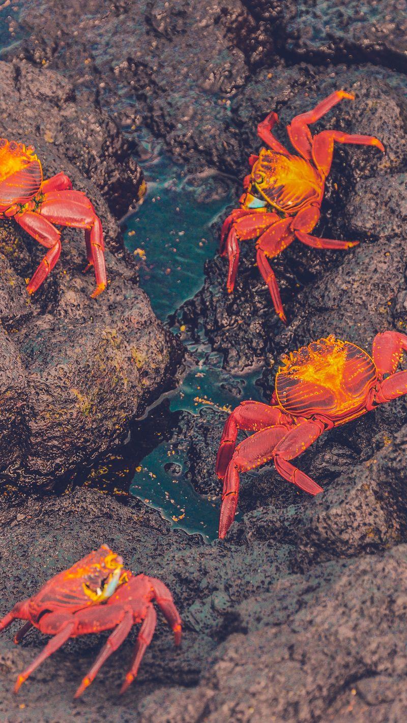 800x1420 Download Wallpaper 800x1420 Crabs, Sea, Stones Iphone Se 5s 5c 5 For Parallax HD Background