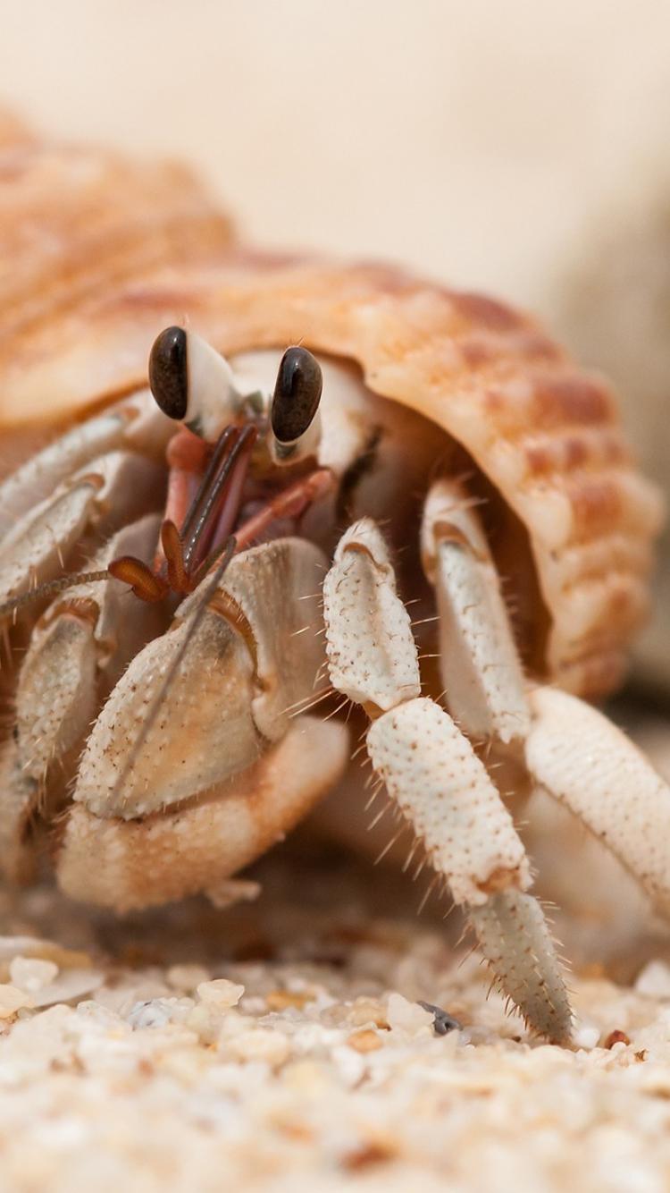 750x1334 Hermit Crab Wallpaper