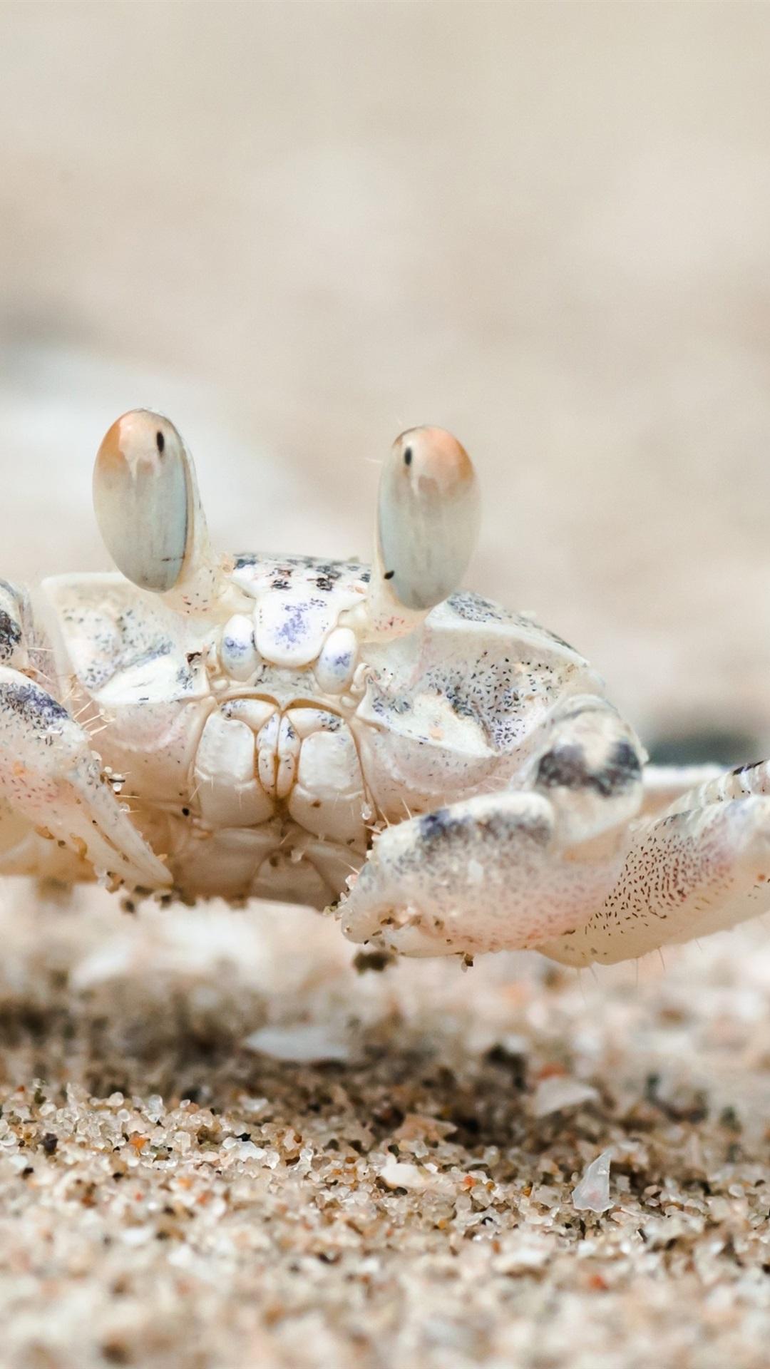 1080x1920 Beach, Sand, Crab, Thailand 1080x1920 IPhone 8 7 6 6S Plus Wallpaper, Background, Picture, Image