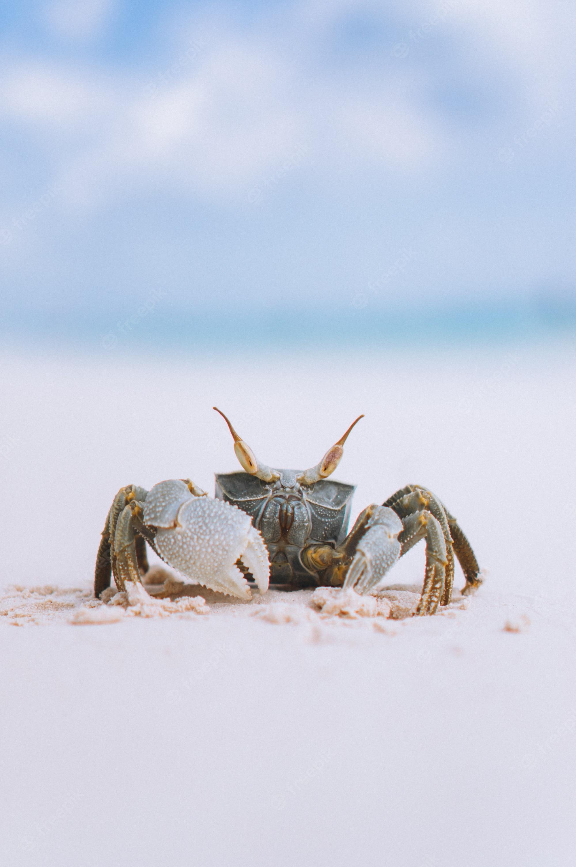 2000x3010 Hermit Crab Image. Free Vectors, & PSD