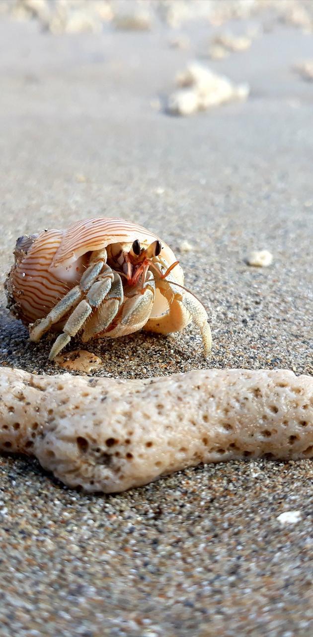 Hermit Crab Wallpapers - Top Free Hermit Crab Backgrounds - WallpaperAccess