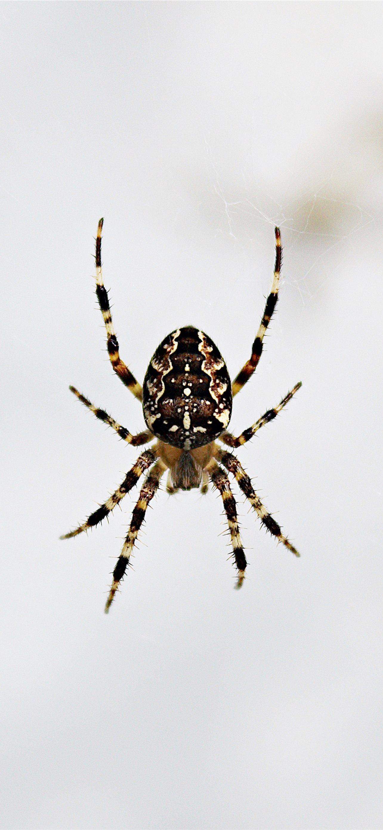1284x2778 Best Crab spiders iPhone HD Wallpaper