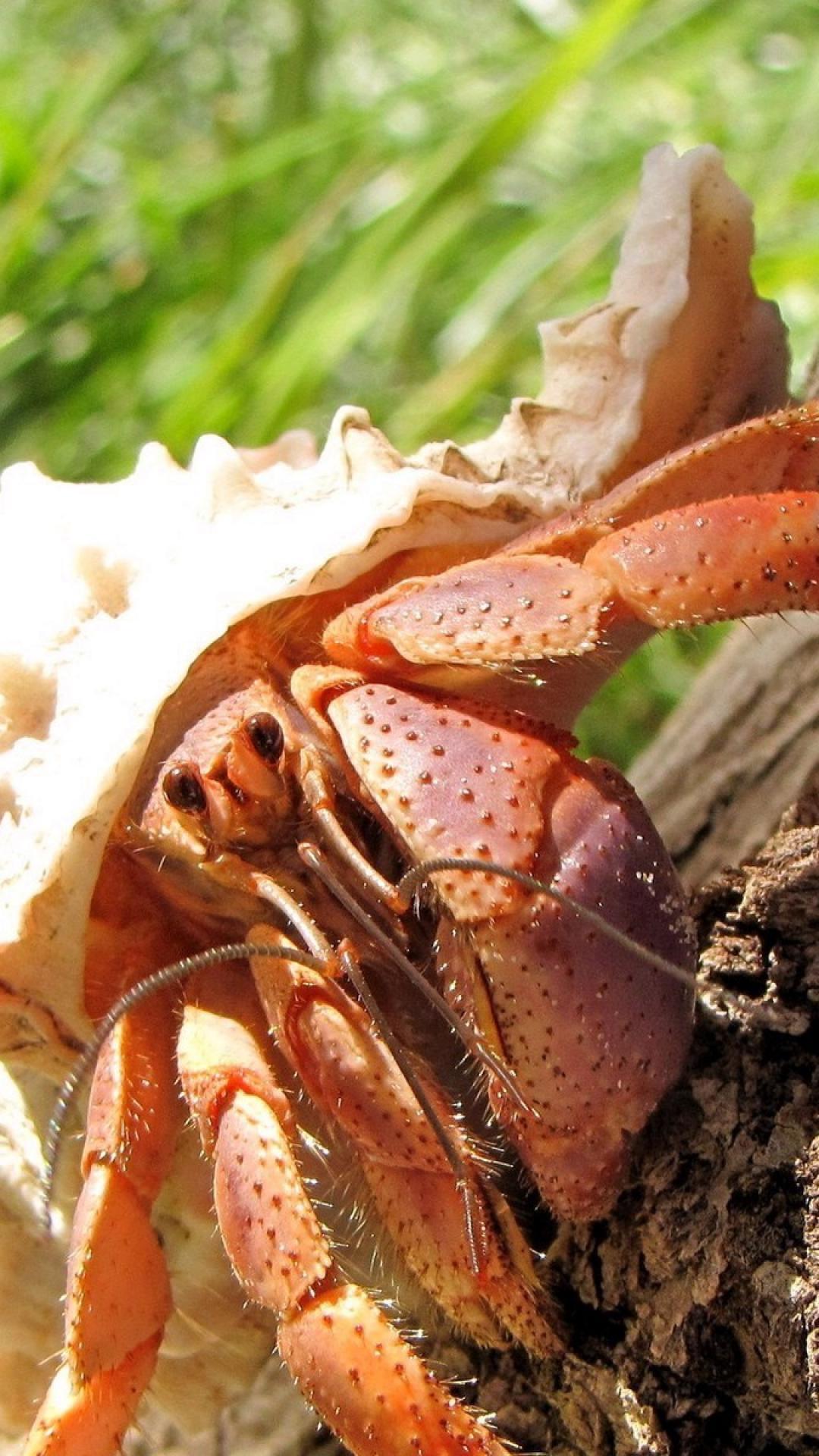 1080x1920 Hermit Crab Wallpaper